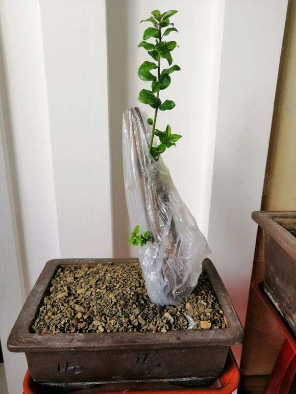 第一次整下山桩生桩缠膜也发芽了 图片