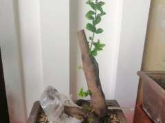 第一次整下山桩生桩缠膜也发芽了 图片