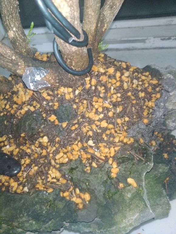 下山桩怎么缠膜栽种上盆的方法