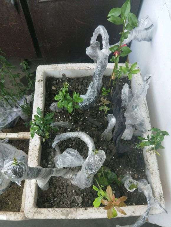 下山桩土壤怎么配置肥料的方法
