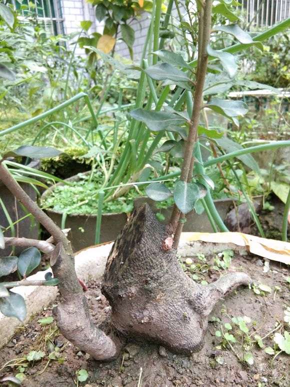 为什么下山桩般使用生根剂来浸泡