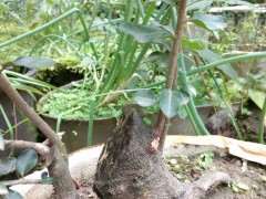 为什么下山桩般使用生根剂来浸泡