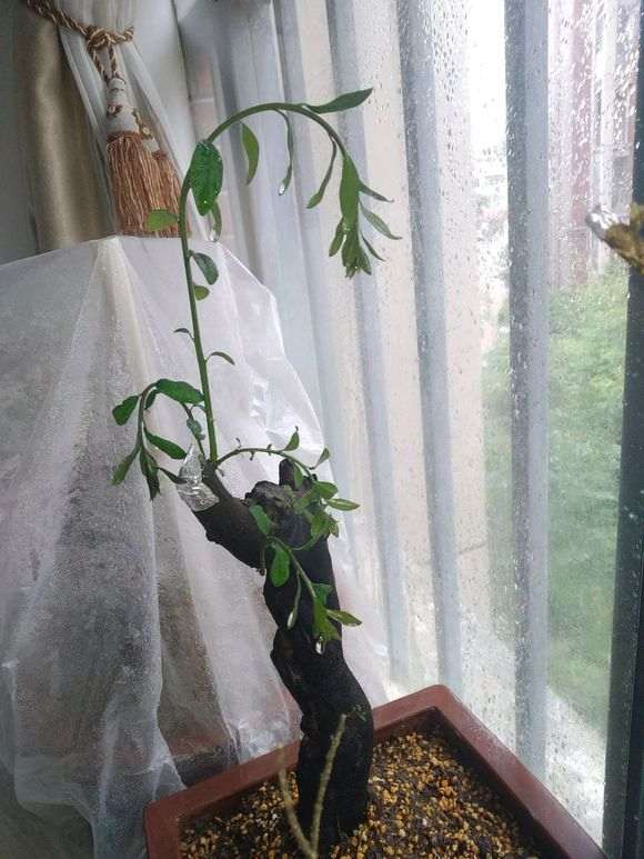 下山桩栽种前怎么处理的过程