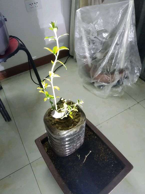 下山桩栽种前怎么处理的过程