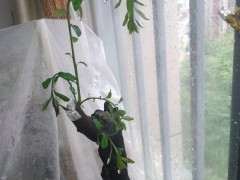 下山桩栽种前怎么处理的过程