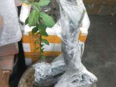 下山桩的最好选购时间是什么时候