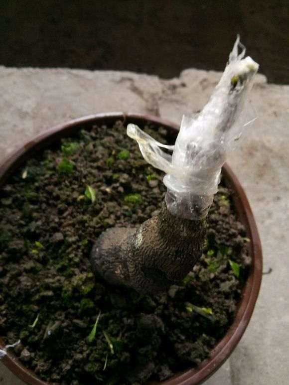 下山桩生桩嫁接的已经来芽 怎么办