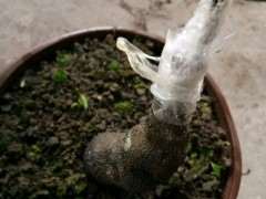 下山桩生桩嫁接的已经来芽 怎么办