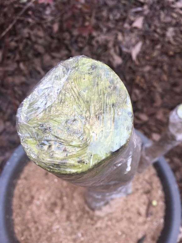 对节白蜡下山桩种下1个多月已经来芽了