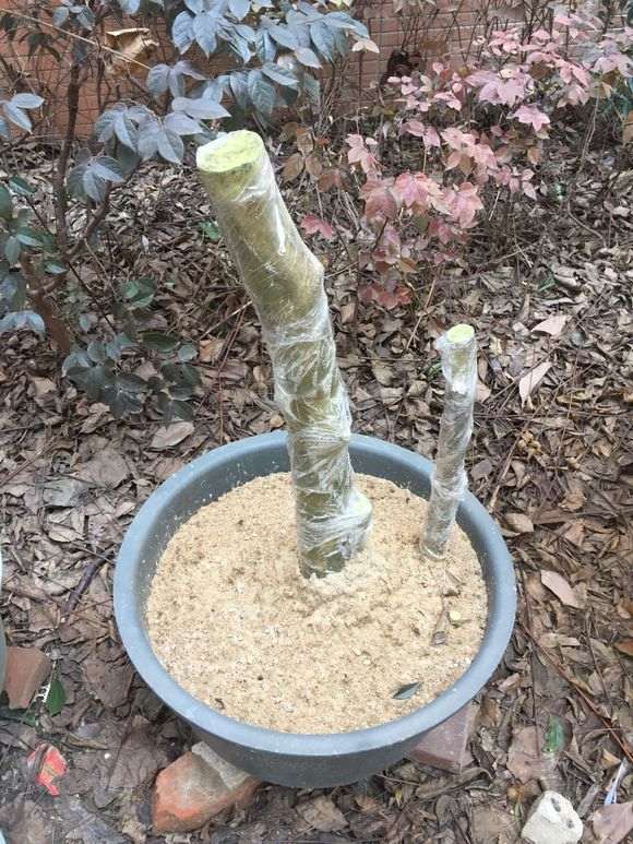 对节白蜡下山桩缠膜1个月 已经来芽了