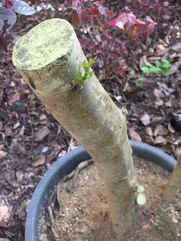 对节白蜡下山桩种下1个多月已经来芽了