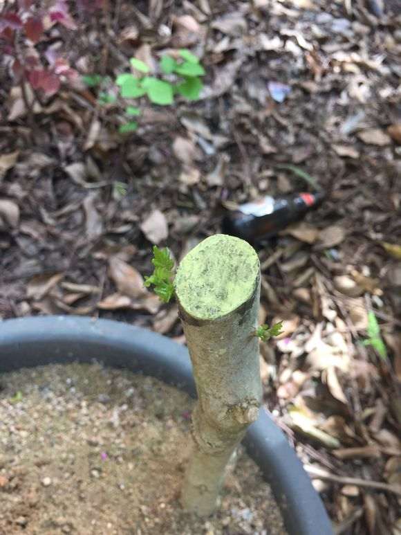 对节白蜡下山桩种下1个多月已经来芽了