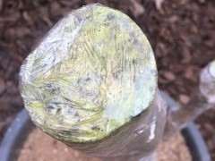 对节白蜡下山桩缠膜1个月 已经来芽了