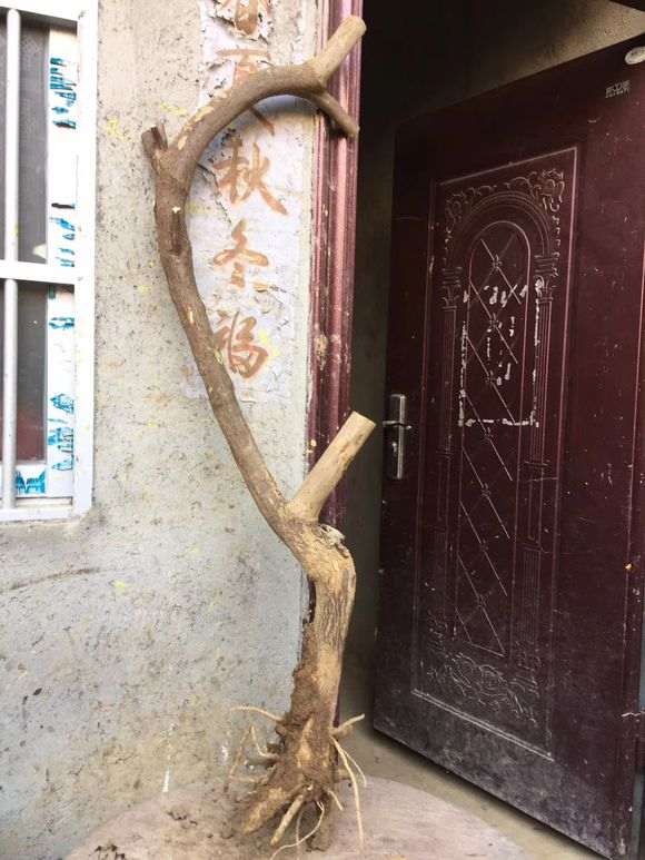 下山桩生桩买回来一个月 需要掐尖么