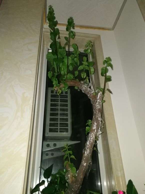 下山桩生桩买回来一个月 需要掐尖么