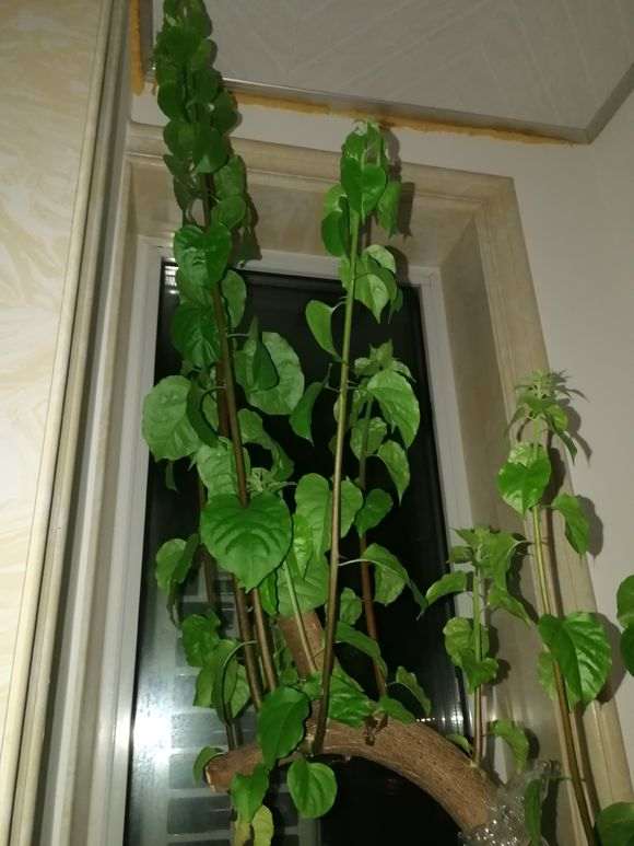 下山桩生桩买回来一个月 需要掐尖么