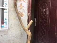 下山桩生桩买回来一个月 需要掐尖么