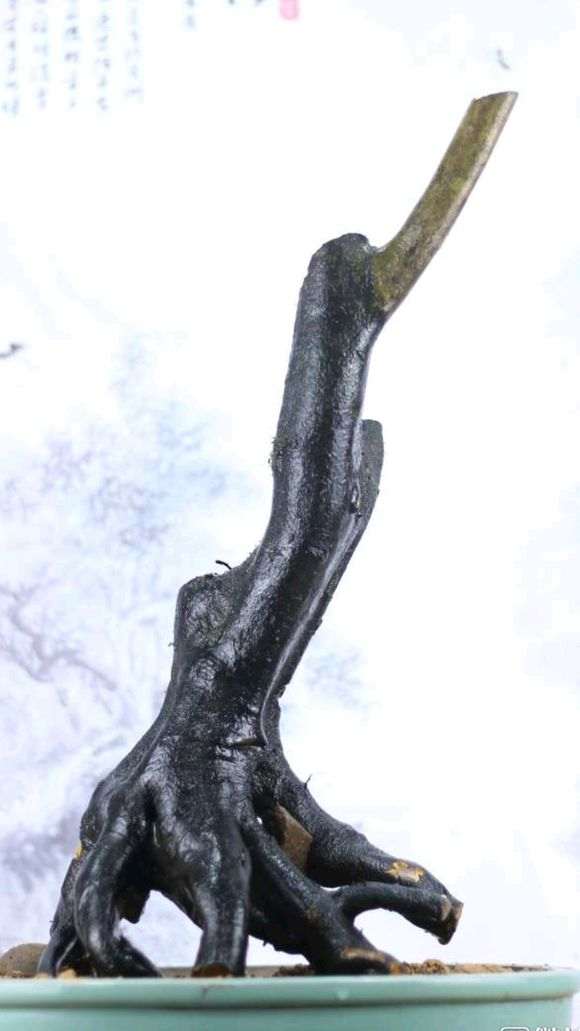 下山桩泡生根粉水半月直接发芽了