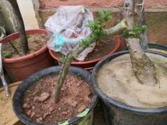 下山桩泡生根粉水半月直接发芽了