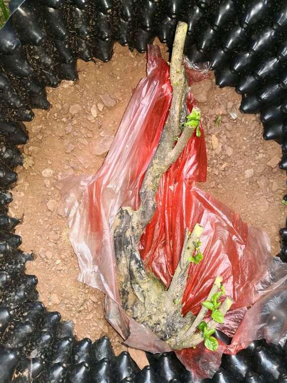 下山桩泡生根粉水半月直接发芽了