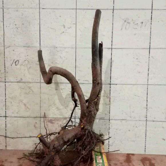 下山桩生桩一年了 根长的和熟桩一样旺