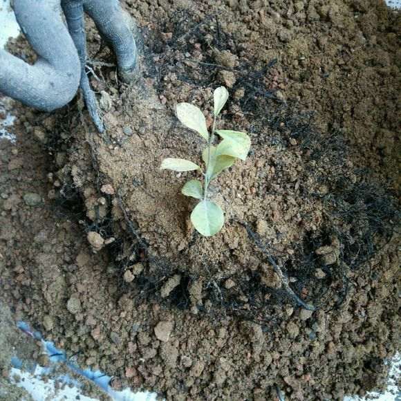 下山桩生桩一年了 根长的和熟桩一样旺