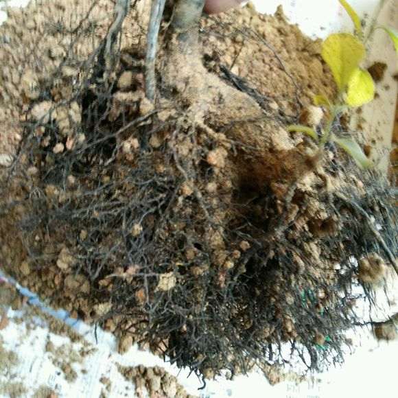 下山桩生桩一年了 根长的和熟桩一样旺