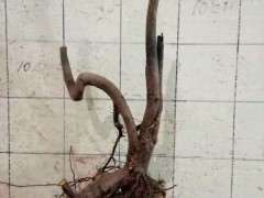 下山桩生桩一年了 根长的和熟桩一样旺