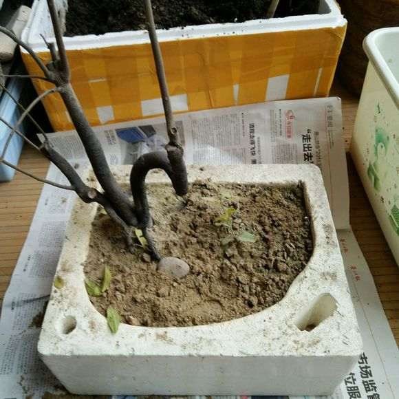 下山桩没叶子就是生的吗 怎么办呢