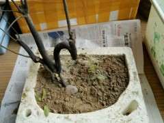 下山桩没叶子就是生的吗 怎么办呢