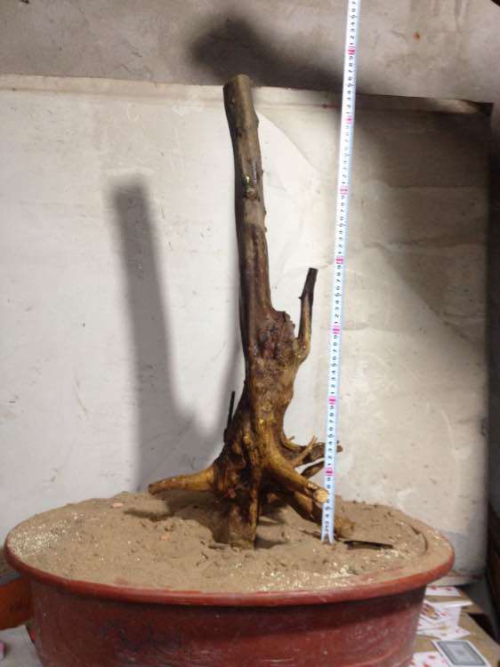 金豆下山桩生桩为什么用河沙栽种