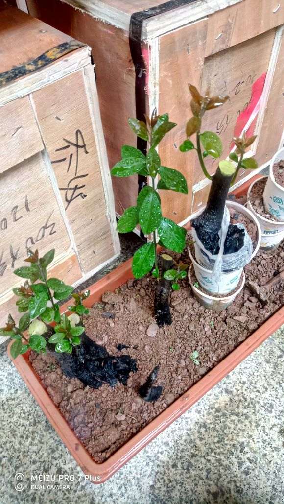 下山桩生桩来芽后