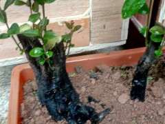 下山桩生桩来芽后 可以移栽或者换盆么？