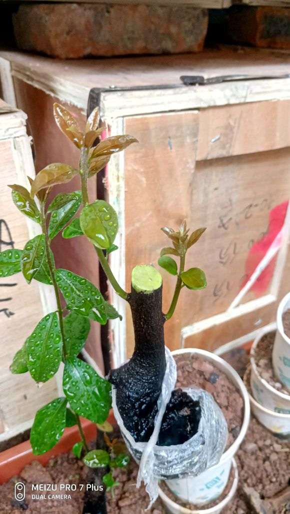 交流贴 说说我的金豆生桩下山桩怎么栽培