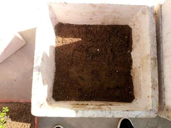 交流贴 说说我的金豆生桩下山桩怎么栽培