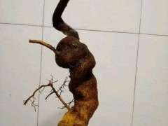 交流贴 说说我的金豆生桩下山桩怎么栽培