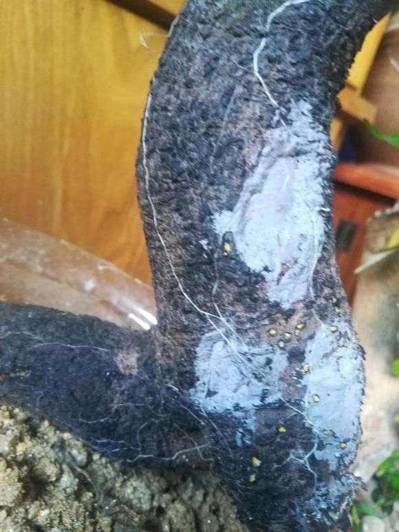 下山桩生桩缠膜后