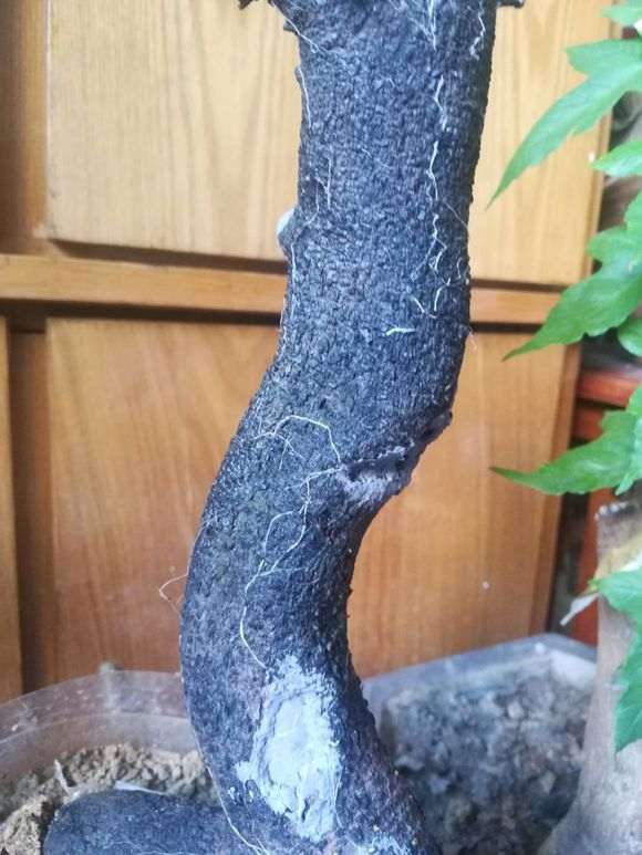 下山桩生桩缠膜后