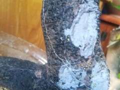 下山桩生桩缠膜后 杆上长白色丝状 怎么办