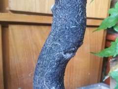 下山桩生桩长几公分枝条后会一直继续长吗