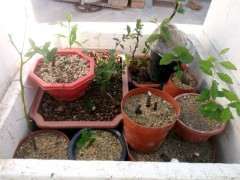 请教哦 下山桩生桩什么时候放肥料