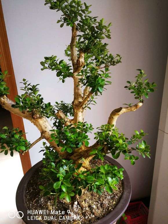黄杨下山桩生长了2年