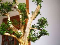 黄杨下山桩生长了2年 看看可以吗