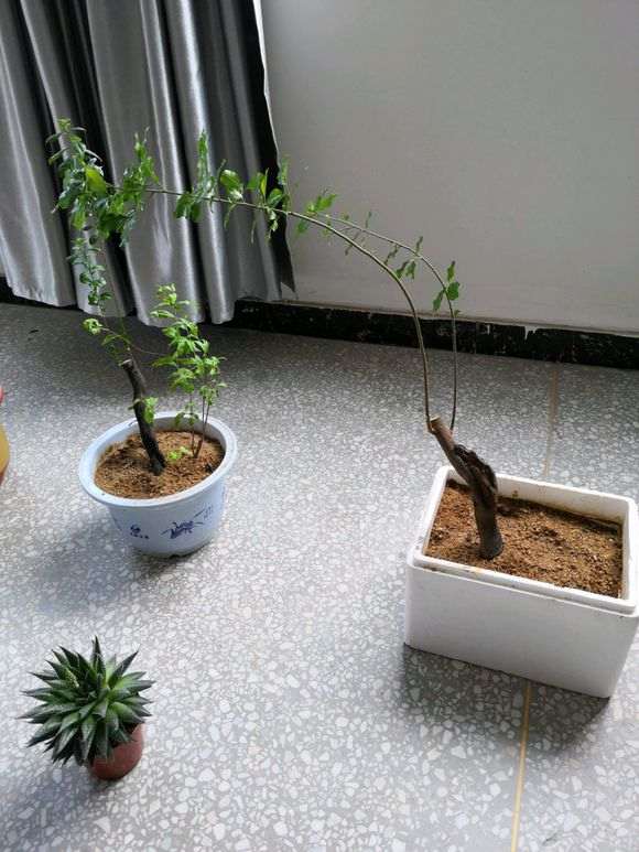 下山桩生桩沙养一年 接下来怎么修剪