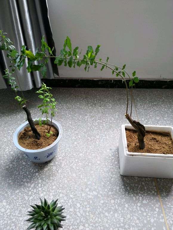 下山桩生桩沙养一年 接下来怎么修剪