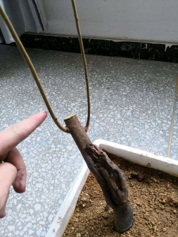 下山桩生桩沙养一年 接下来怎么修剪