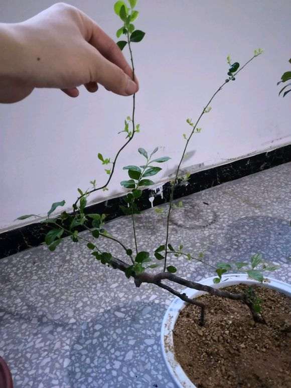 下山桩生桩沙养一年 接下来怎么修剪