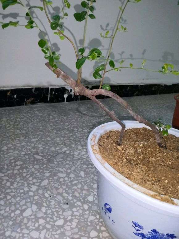 下山桩生桩沙养一年 接下来怎么修剪