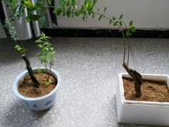 下山桩生桩沙养一年 接下来怎么修剪