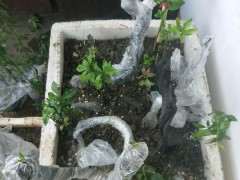 下山桩土壤怎么配置肥料的方法